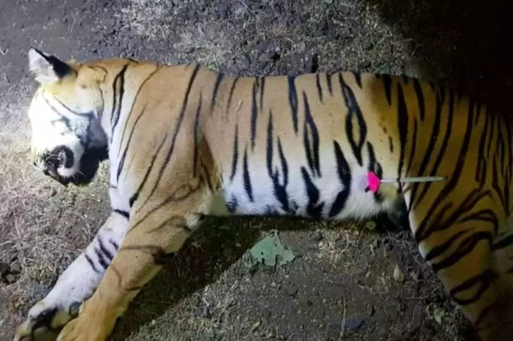 ഹൈടെക് കടുവാ വേട്ടക്ക് അന്ത്യം; മഹാരാഷ്ട്രയിലെ നരഭോജി കടുവയെ വെടിവെച്ചു കൊന്നു ഹൈടെക് കടുവാ വേട്ടക്ക് അന്ത്യം; മഹാരാഷ്ട്രയിലെ നരഭോജി കടുവയെ വെടിവെച്ചു കൊന്നു