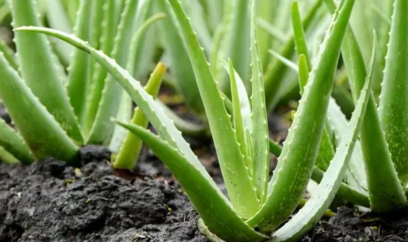 കറ്റാർവാഴയും പുതിനയും- കൃഷിരീതി പരിചയപ്പെടാം