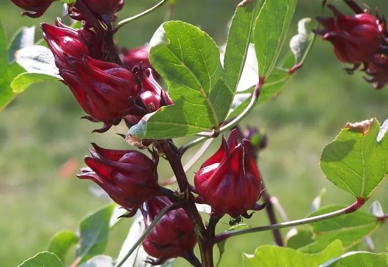 പുളിയുണ്ടെങ്കിലും ഗുണമേറെയുള്ള പുളിവെണ്ട