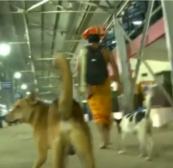 എല്ലാ വര്‍ഷവും അയ്യനെ കാണുന്ന പതിവ് നവീന്‍ മുടക്കാറില്ല, ഈ നായകളും