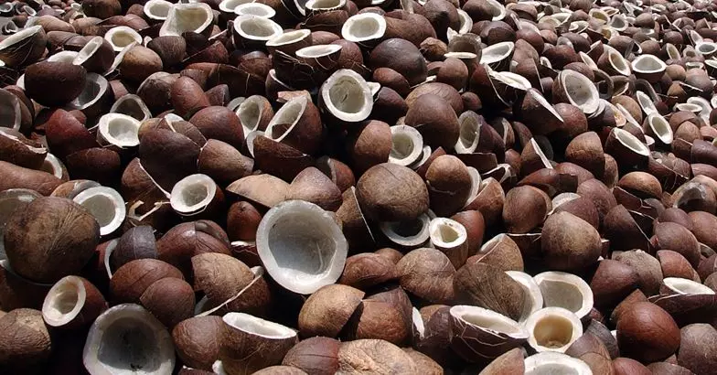 ശബരിമലയിൽ തേങ്ങ ലേലത്തിനെടുത്തവര് പ്രതിസന്ധിയില് ശബരിമലയിൽ തേങ്ങ ലേലത്തിനെടുത്തവര് പ്രതിസന്ധിയില്