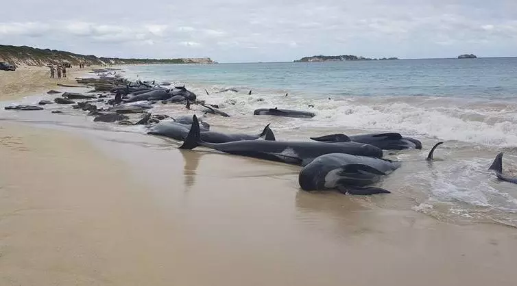 145 തിമിംഗലങ്ങള് ചത്ത് കരക്കടിഞ്ഞു 145 തിമിംഗലങ്ങള് ചത്ത് കരക്കടിഞ്ഞു