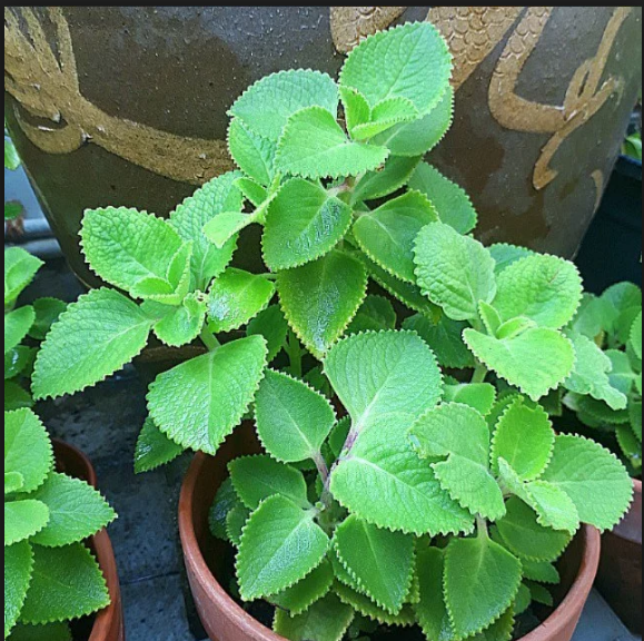 വീട്ടില്‍ കുട്ടികളുണ്ടോ..എങ്കില്‍ പനികൂര്‍ക്ക നടാന്‍ മറക്കേണ്ട