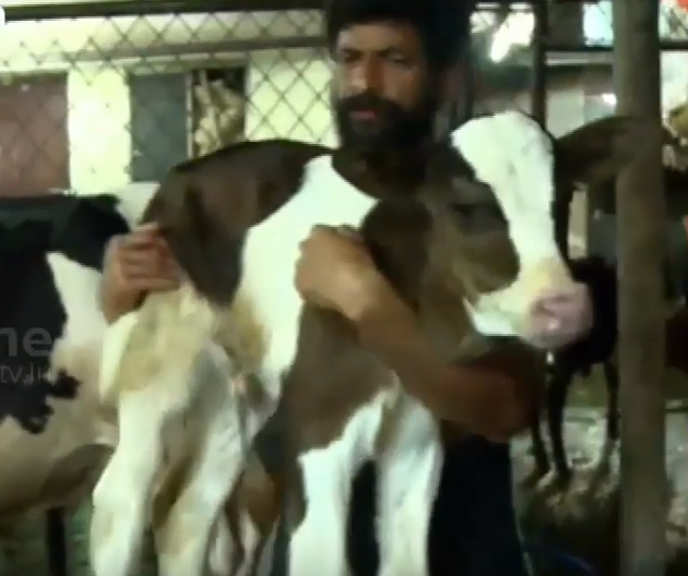 സന്നിധാനത്തെ ഗോശാലയിൽ പുതിയ ഒരു അതിഥി കൂടി