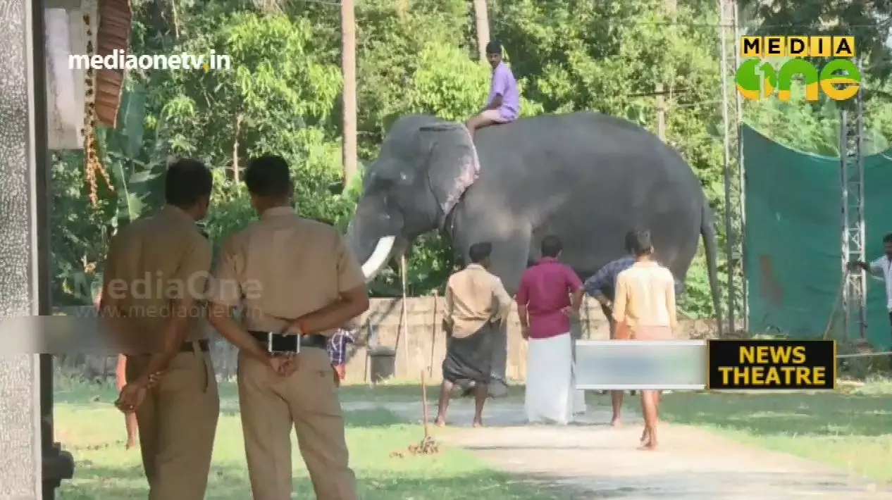 ആന പാപ്പാനെ വലിച്ചെറിഞ്ഞു 