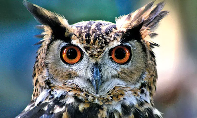 തെലങ്കാന ഇലക്ഷൻ കൊടുമ്പിരികൊള്ളുമ്പോൾ കർണാടകയിലെ മൂങ്ങകളെ കാണുന്നില്ല!