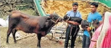 ഇരട്ട പശുക്കുട്ടികള്‍ക്ക് കര്‍ഷകന്‍ പേരിട്ടു; ബി.ജെ.പി, കോണ്‍ഗ്രസ്  