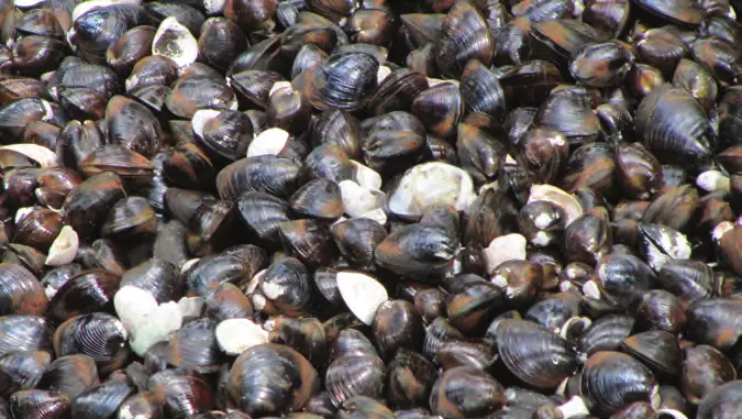 കുമരകത്തെ കുമ്മായ വ്യവസായ സഹകരണ സംഘങ്ങള്‍ പ്രതിസന്ധിയില്‍