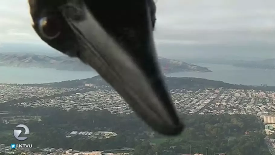 2018 ലെ വൈറല്‍ വീഡിയോകള്‍