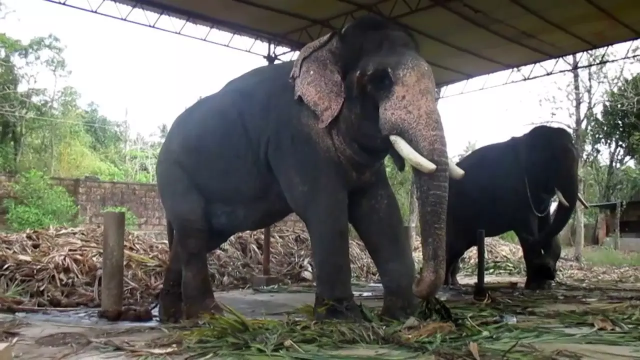 കൊല്ലത്ത് ഇനി ആനകൾക്കും റേഷൻ
