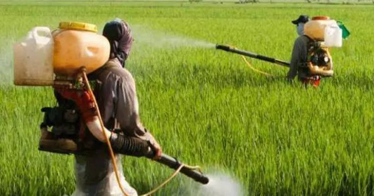 തിരുവല്ലയില് നെല്ലിന് കീടനാശിനി തളിച്ച രണ്ട് പേര് മരിച്ചു തിരുവല്ലയില് നെല്ലിന് കീടനാശിനി തളിച്ച രണ്ട് പേര് മരിച്ചു