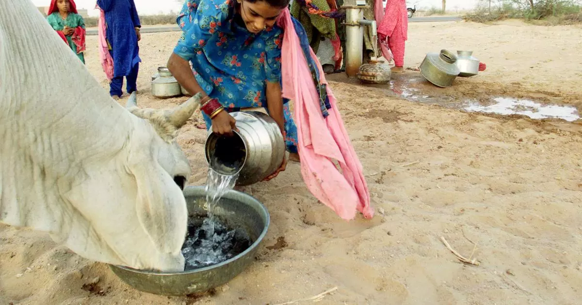 തെരുവിലെ പശുക്കളെ ദത്തെടുക്കുന്നവര്ക്ക് ആദരവൊരുക്കി രാജസ്ഥാന് സര്ക്കാര് തെരുവിലെ പശുക്കളെ ദത്തെടുക്കുന്നവര്ക്ക് ആദരവൊരുക്കി രാജസ്ഥാന് സര്ക്കാര്
