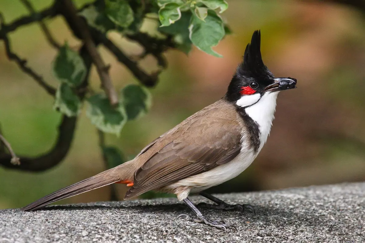ഒരു പതിറ്റാണ്ടായി തുടരുന്ന ആ പതിവ് ഇത്തവണയും തെറ്റിച്ചില്ല, പോളിന്റെ വീട്ടില് ക്രിസ്മസ് അതിഥികളായി ബുള്ബുള് പക്ഷികള് ഒരു പതിറ്റാണ്ടായി തുടരുന്ന ആ പതിവ് ഇത്തവണയും തെറ്റിച്ചില്ല, പോളിന്റെ വീട്ടില് ക്രിസ്മസ് അതിഥികളായി ബുള്ബുള് പക്ഷികള്