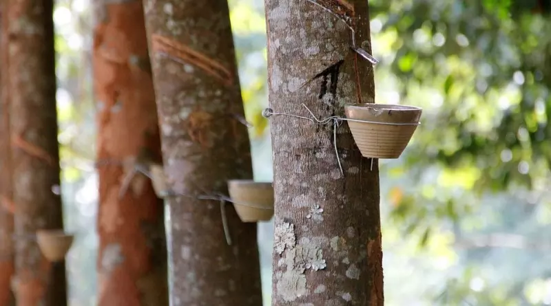 റബര് കൃഷി പ്രതിസന്ധിയില്‍ 