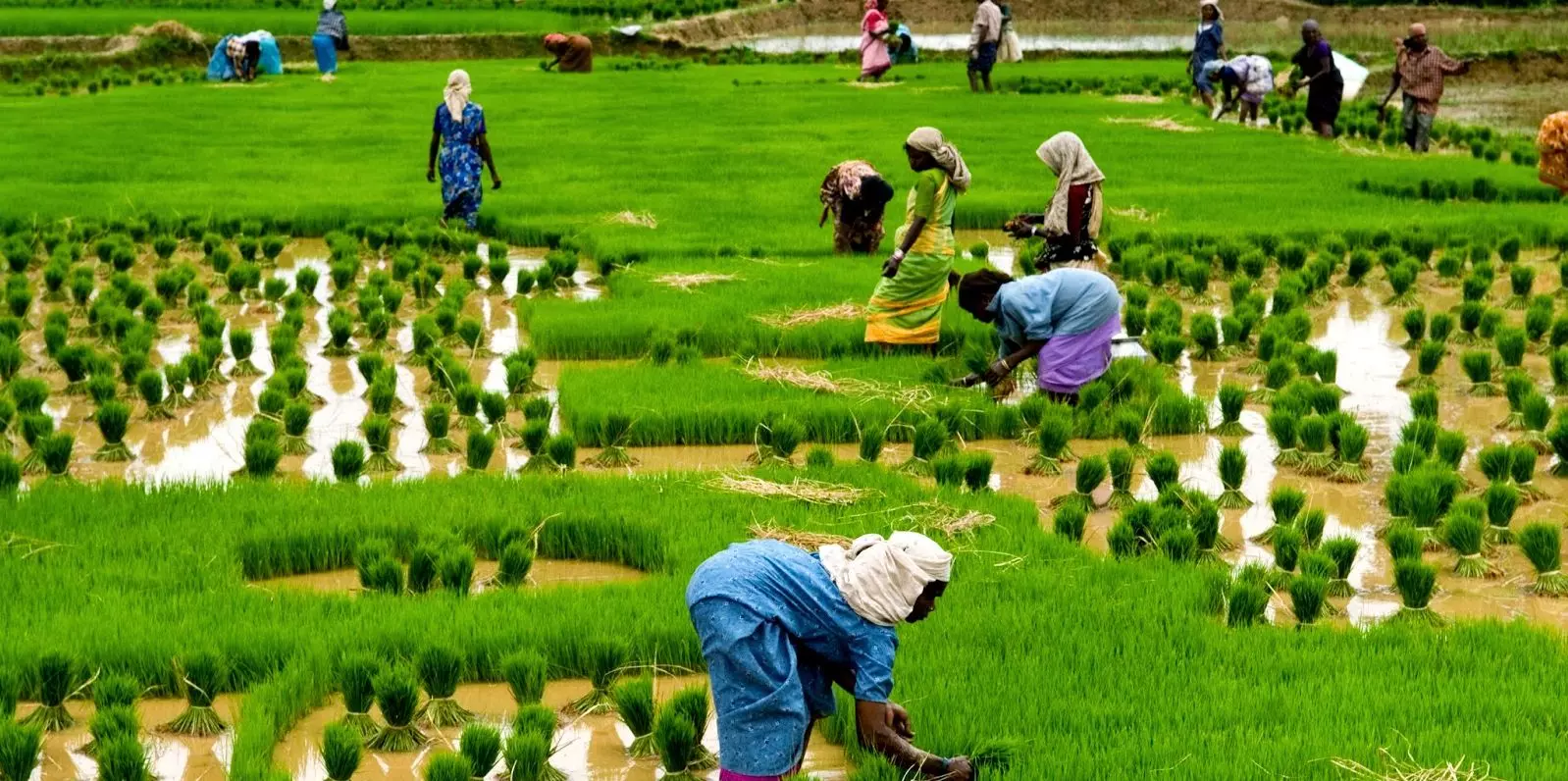വയനാട്ടില്‍ രാഹുലിനെ കാത്തിരിക്കുന്നത് കര്‍ഷകരുടെ വിലാപങ്ങളെന്ന് എല്‍.ഡി.എഫ്