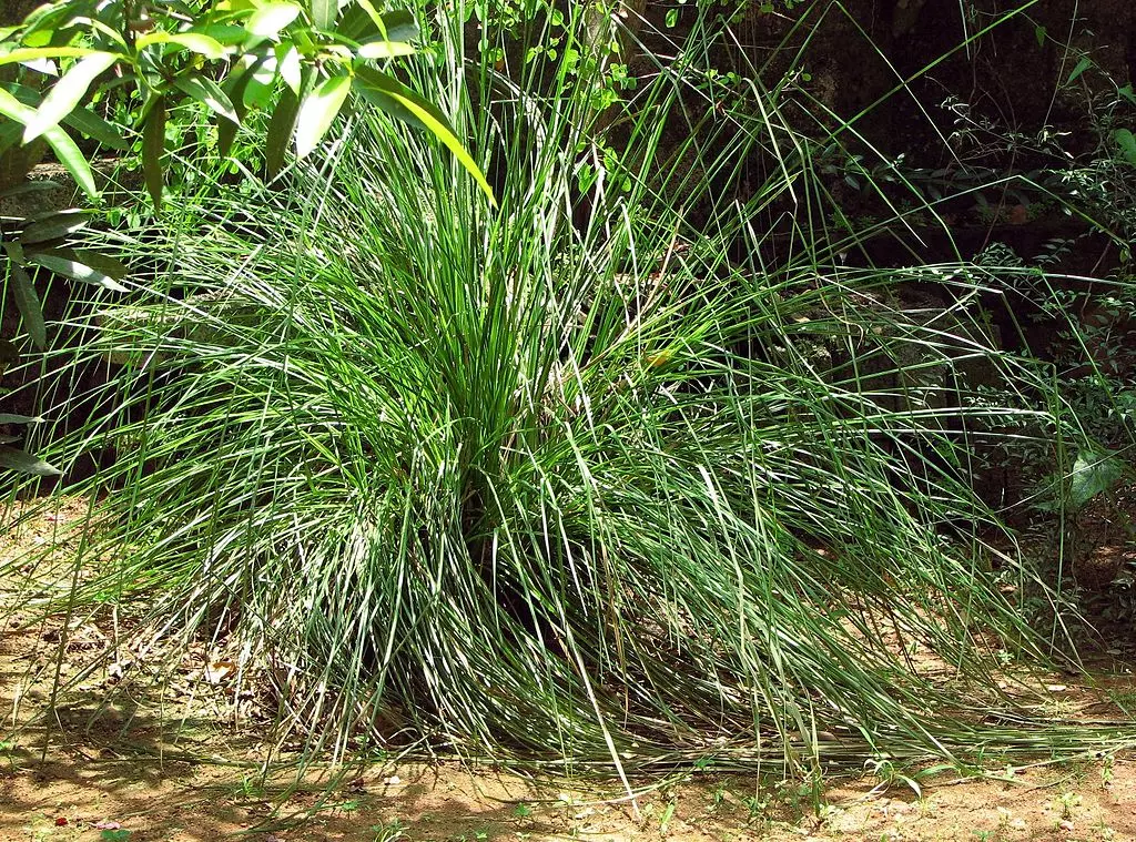 ഔഷധപ്പെരുമയുടെ രാമച്ചം ഔഷധപ്പെരുമയുടെ രാമച്ചം