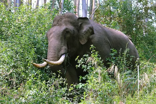 ആനകളുടെ എണ്ണം കേരളത്തില് വര്ധിക്കുന്നുവെന്ന് ആന സെന്സസ് ആനകളുടെ എണ്ണം കേരളത്തില് വര്ധിക്കുന്നുവെന്ന് ആന സെന്സസ്