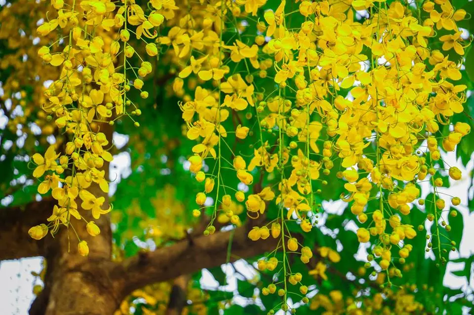 കാർഷിക സമൃദ്ധിയുടെ ഓർമ പുതുക്കി ഇന്ന് വിഷു കാർഷിക സമൃദ്ധിയുടെ ഓർമ പുതുക്കി ഇന്ന് വിഷു