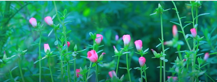 ഈ കാലത്ത് അക്ഷീണം പണിയെടുത്തത് ഫോണ്‍, അതിന്റെ ചാര്‍ജര്‍, പിന്നെ റിമോട്ട്: ശ്രദ്ധ നേടി സൂക്ഷ്മം ഹ്രസ്വചിത്രം