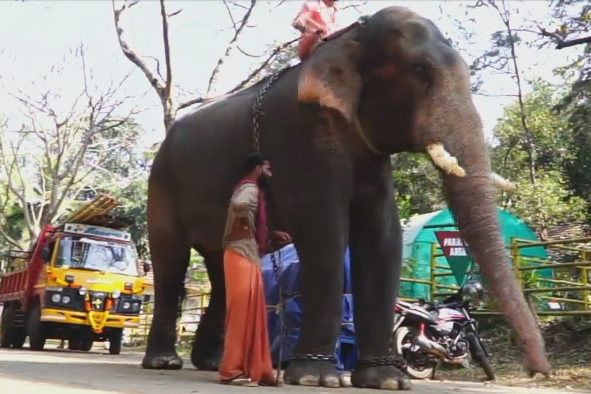 കോന്നിയിലേക്ക് പുതിയ കൊമ്പനെത്തി; നീലകണ്ഠന്‍റെ വരവ് കോടനാട് നിന്നും
