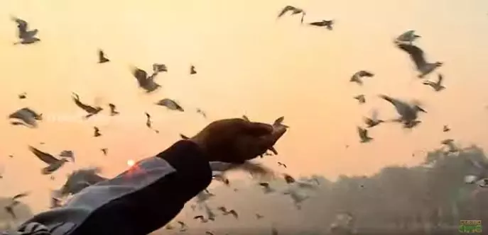 ദേശാടനപക്ഷികള്‍ ഡല്‍ഹിയെ കൈവിട്ടു  
