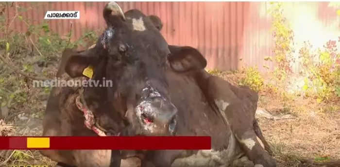 ലംബി സ്കിന്‍ രോഗം: പശുക്കളില്‍ പാല്‍ കുറയുന്നു | news Theatre