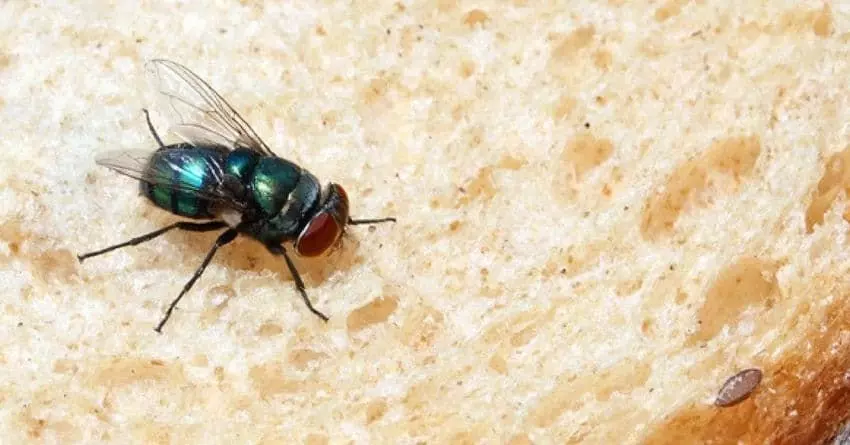 ഈച്ചയെ അകറ്റാം ഈച്ചയെ അകറ്റാം