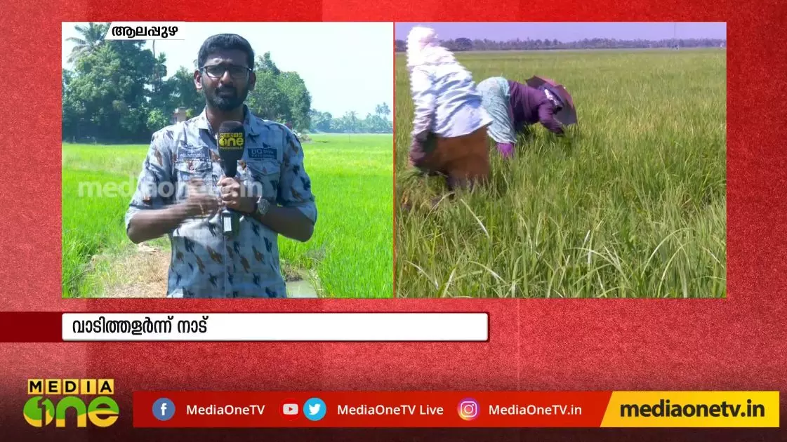 ചുട്ടുപൊള്ളി ആലപ്പുഴ, കര്‍ഷകര്‍ ആശങ്കയില്‍