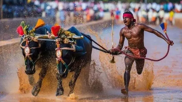 അത്‍ലറ്റിക് ട്രാക്കിലേക്കില്ല, ട്രയല്‍സില്‍ പങ്കെടുക്കില്ല; ഇഷ്ടം കാളപൂട്ട് തന്നെ - ശ്രീനിവാസ ഗൗഡ