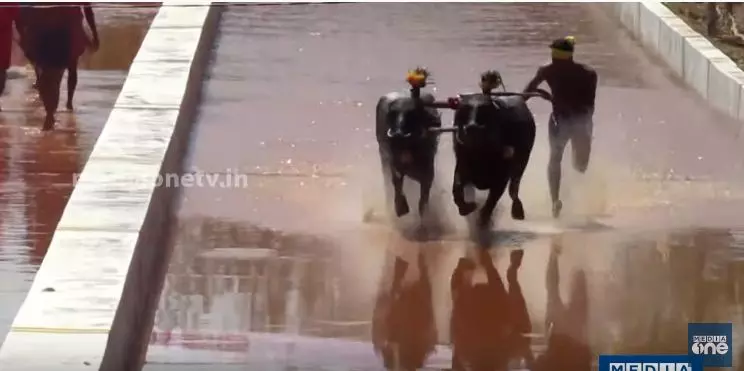 തുളുനാട്ടില്‍ ഒരു പോത്തോട്ട മത്സരം