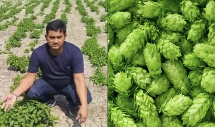 ബിഹാറിൽ വിളഞ്ഞ ഈ പച്ചക്കറി പൊന്നാണ്; കിലോയ്ക്ക് ഒരു ലക്ഷം രൂപ!