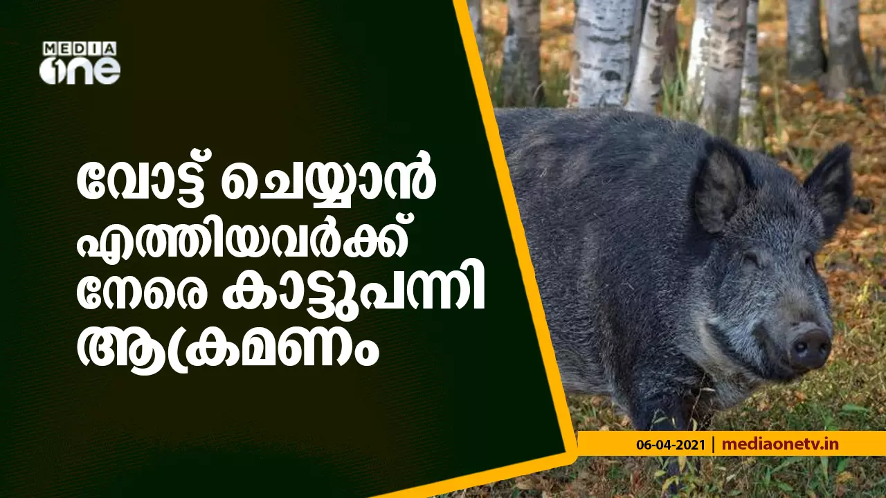 വോട്ട് ചെയ്യാൻ എത്തിയവർക്ക് നേരെ കാട്ടുപന്നി ആക്രമണം;രണ്ടു പേർക്ക് പരിക്ക്