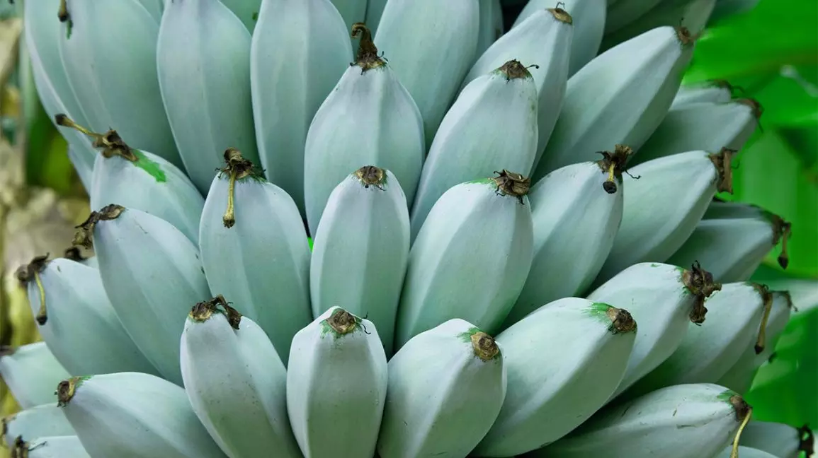 നീല നിറവും ഐസ്ക്രീമിന്‍റെ രുചിയും; അത്ഭുതപ്പെടുത്തി ബ്ലൂ ബനാന