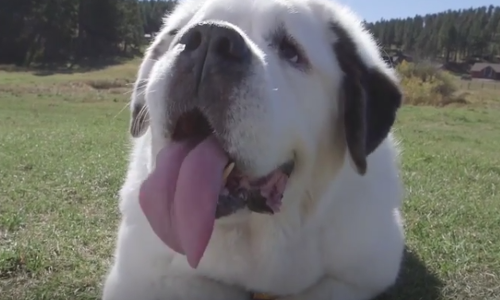 കഴുത്തിന് ചുറ്റും മാത്രമല്ല, അതിലും മേലെയാണ് ഈ നായയുടെ നാക്ക്