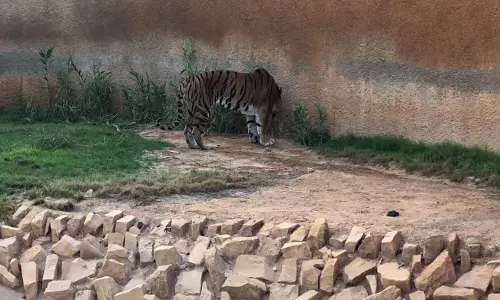 സൌദിയിലെ റിയാദില്‍ മൃഗശാലയില്‍ അതിക്രമിച്ച് കൂട്ടിലിറങ്ങിയ യുവാവിനെ കടുവ പിടികൂടുന്ന വീഡിയോ; ഗുരുതര പരിക്കോടെ യുവാവ് ചികിത്സയില്‍ 