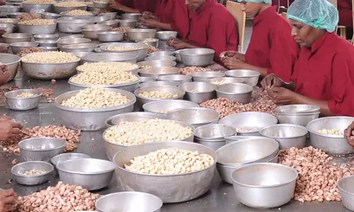 സംസ്ഥാന കശുവണ്ടി ബോര്‍ഡ് യാഥാര്‍ത്ഥ്യമായി