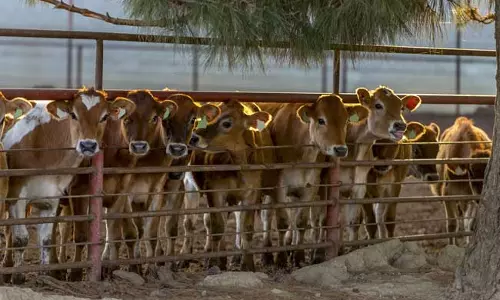 രാജസ്ഥാനില് മുസ്ലിം കുടുംബത്തില് നിന്നും പശുക്കളെ പിടിച്ചെടുത്ത് പൊലീസ് ഗോശാലക്ക് കൈമാറി രാജസ്ഥാനില് മുസ്ലിം കുടുംബത്തില് നിന്നും പശുക്കളെ പിടിച്ചെടുത്ത് പൊലീസ് ഗോശാലക്ക് കൈമാറി