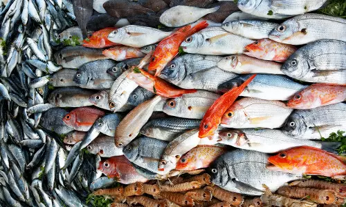 തീന്‍മേശയിലെത്തുന്ന വിഷമത്സ്യങ്ങള്‍ Special Edition 24-06-18  