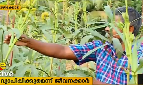 ഓഫീസ് മുറ്റത്ത് കൃഷിയൊരുക്കി ഹോര്‍ട്ടികോര്‍പ്പ് ജീവനക്കാര്‍