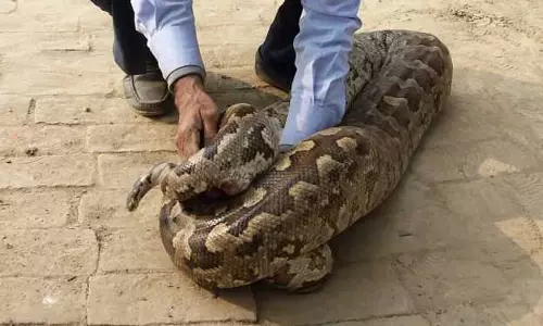 അലഹാബാദ് കോളേജില് നിന്നും 12അടി നീളമുള്ള പെരുമ്പാമ്പിനെ പിടികൂടി അലഹാബാദ് കോളേജില് നിന്നും 12അടി നീളമുള്ള പെരുമ്പാമ്പിനെ പിടികൂടി