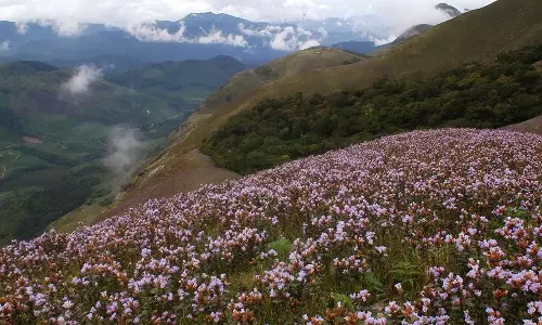 നീലവസന്തം കാണാന്‍ 8 ലക്ഷം പേരെത്തിയേക്കും