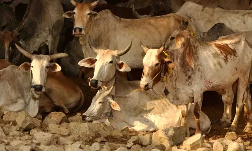 ഗോരക്ഷയുടെ പേരിലുള്ള അക്രമങ്ങളില് നടപടി വേണം; ഗോവ സര്ക്കാരിനെതിരെ വ്യാപാരി സമരം ഗോരക്ഷയുടെ പേരിലുള്ള അക്രമങ്ങളില് നടപടി വേണം; ഗോവ സര്ക്കാരിനെതിരെ വ്യാപാരി സമരം