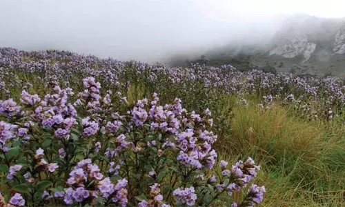 കുറിഞ്ഞി ഉദ്യാനത്തിൽ റവന്യൂ, വനം ഉദ്യോഗസ്ഥ സംഘം സംയുക്ത പരിശോധന നടത്തും