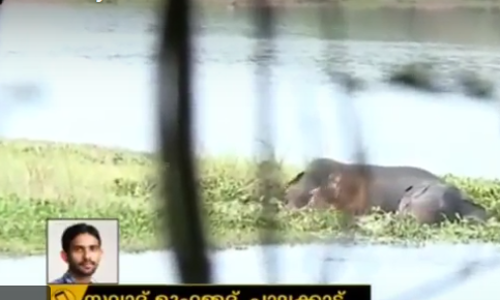 നാടുകാണാനിറങ്ങിയ കാട്ടാനകളെ തിരികെ കാട്ടിലെത്തിക്കാനുള്ള ശ്രമം തുടരുന്നു