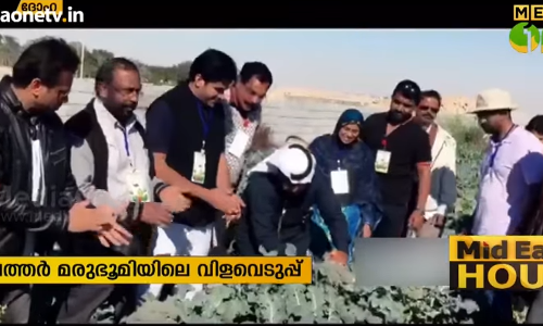 നമ്മുടെ അടുക്കളത്തോട്ടം ദോഹ നാലാമത് സീസണ്‍ കൃഷി വിളവെടുത്തു