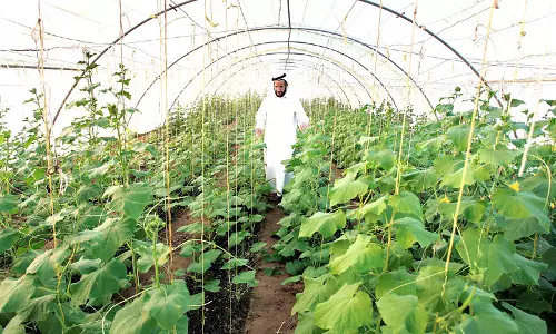 വയനാട്ടിലെ പരമ്പരാഗത നെല്‍വിത്തുകള്‍ സംരക്ഷിക്കാന്‍ പദ്ധതി