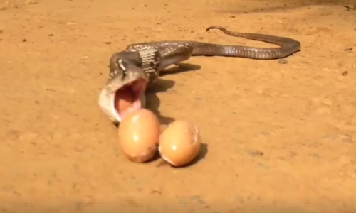 വയറ്റിലാക്കിയ മുട്ടകള്‍ ഛര്‍ദ്ദിക്കുന്ന മൂര്‍ഖന്‍; വൈറലായി വീഡിയോ