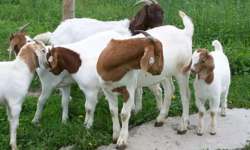 ആടിനെ ഇഷ്ടമാണോ; വരുമാനമുണ്ടാക്കുന്നതെങ്ങനെയെന്ന് ജോസഫ് പറഞ്ഞുതരും