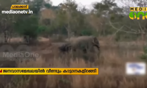 പാലക്കാട്ട് ജനവാസമേഖലയിൽ വീണ്ടും കാട്ടാനകളിറങ്ങി