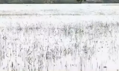 കോട്ടയത്തെ കുമരകത്തുണ്ടായത് വ്യാപക കൃഷിനാശം